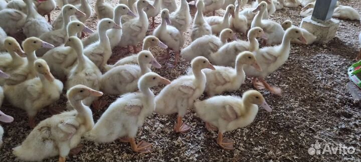 Утята черри велли Английской породы