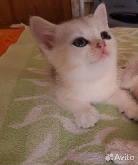 Британские котята