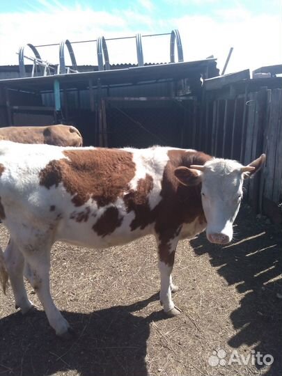 Тёлка 1,4 года