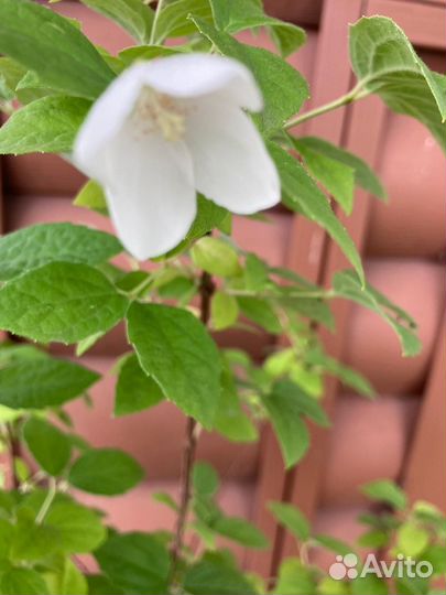 Жасмин садовый чубушник