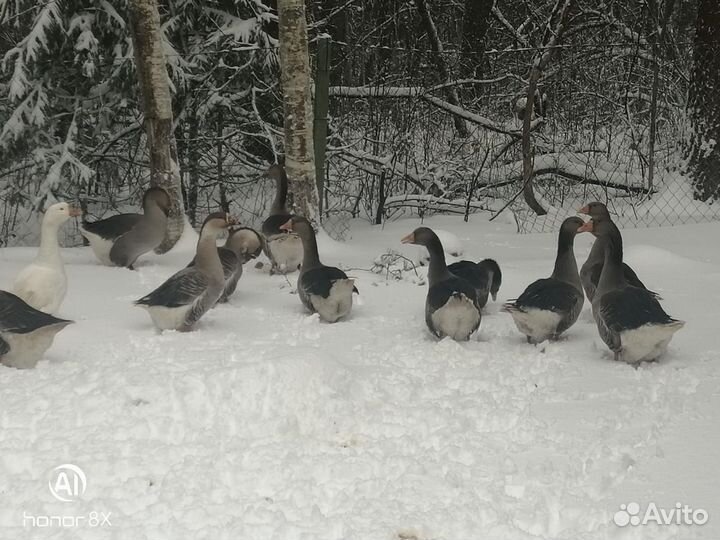 Инкубационное яйцо.Гусята-Серый крупный.Кубанский
