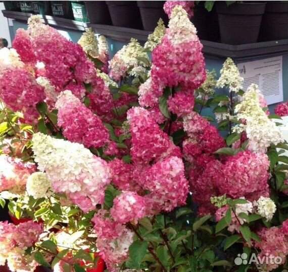 Гортензия Фрейз Мельба огромные кусты