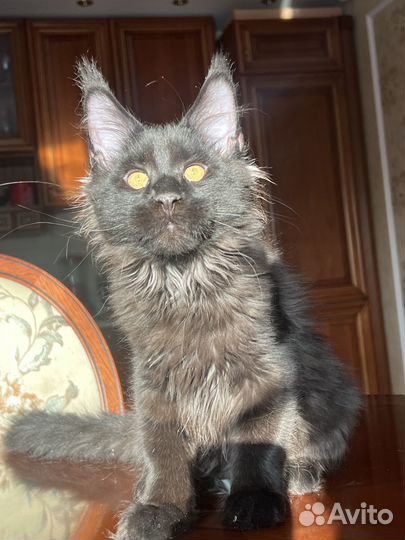 Котята мейн-кун черный мальчик