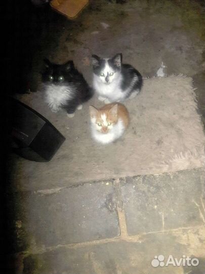 Котята в добрые руки. Два мальчика и девочка