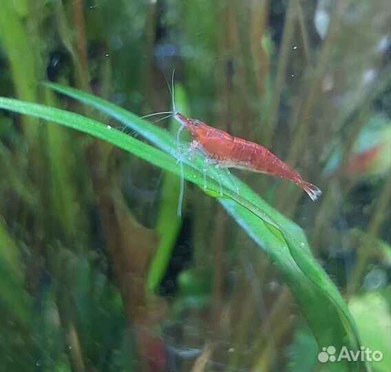 Аквариумные креветки черри