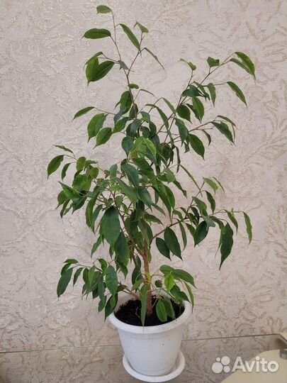 Фикус бенджамина пестролистный