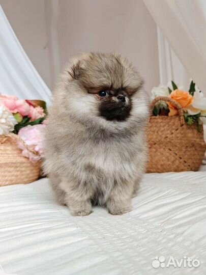 Померанский шпиц девочка медвежонок