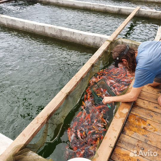 Карпы Кои: Яркие породы 18-20см