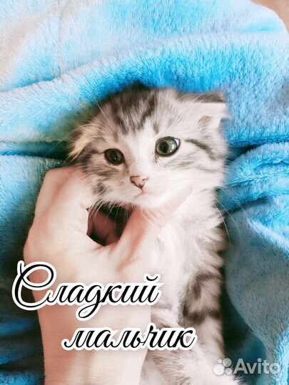 Вислоушкины малышки