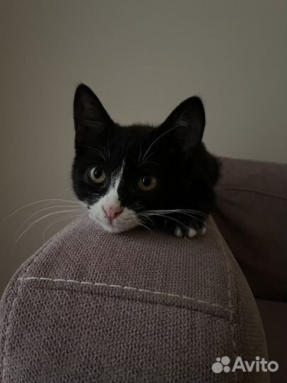 Котята в добрые руки бесплатно