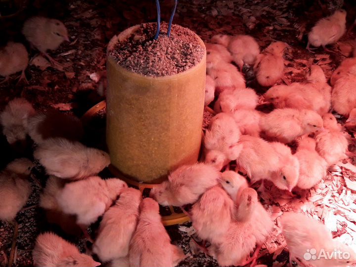 Продам перепелов