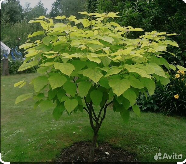 Саженцы катальпы