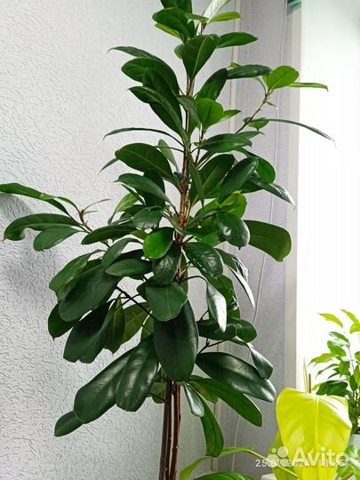 Фикус циастипула