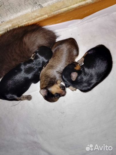 Щенки йорка