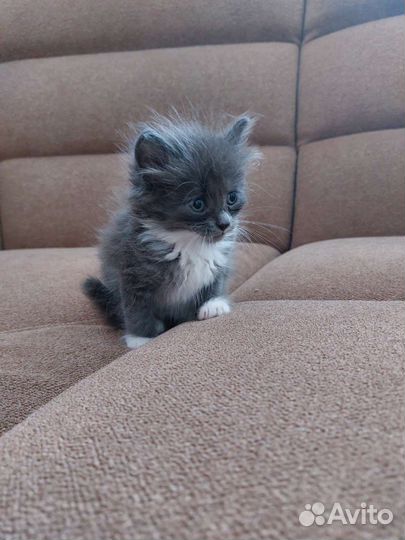 Котенок