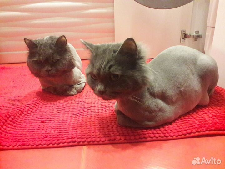 Стрижка кошек с выездом на дом или у меня. Груминг