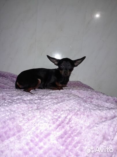 Той-терьер девочка