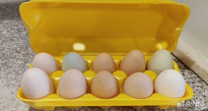 Домашние куриные яйца