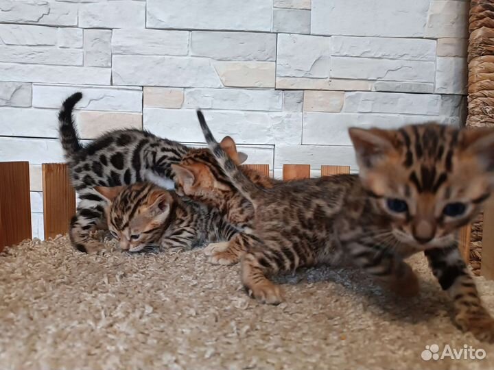 Бенгальские котята