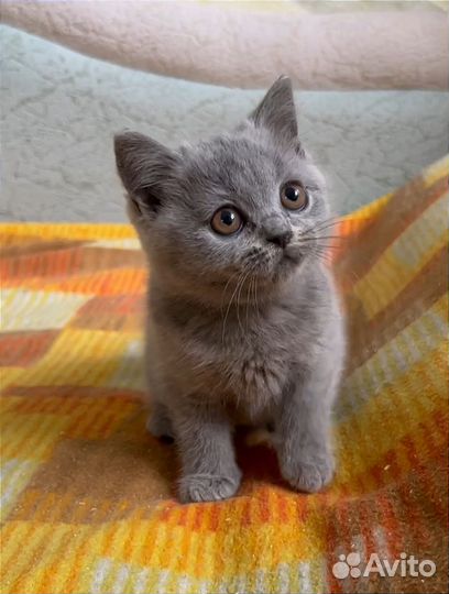 Британские мальчики и девочки