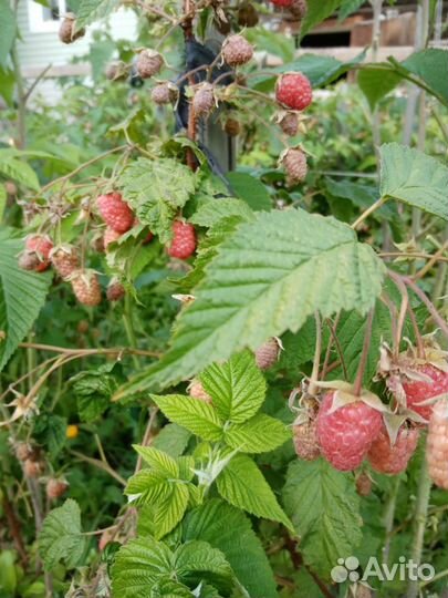 Саженцы малины