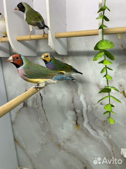 Амадина Гульда самка