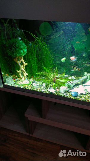 Растения для аквариума