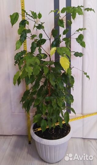 Фикусы сортовые большие
