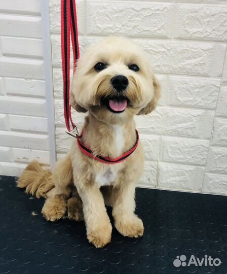 Груминг собак и кошек