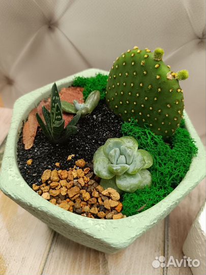 Флорариум, кактусарий на подарок