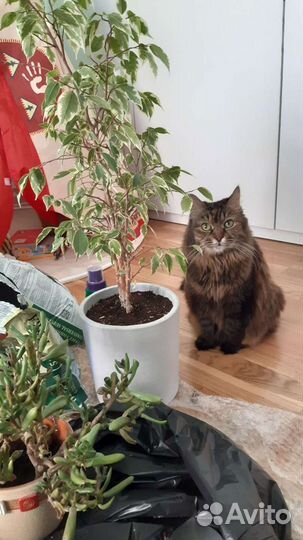 Уход за растениями