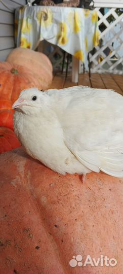 Перепела техасцы