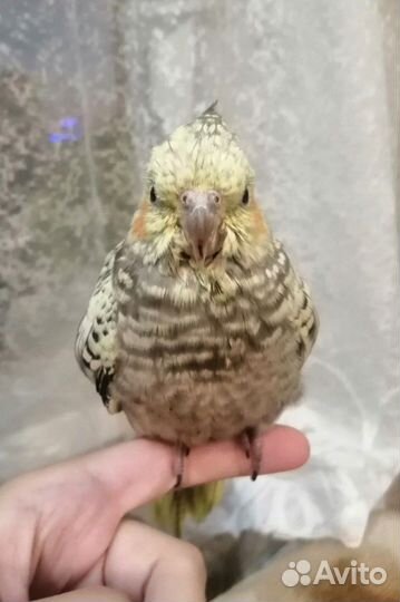 Птенец корелла выкормыш