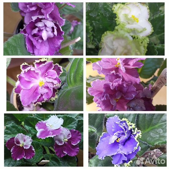 Лист сортовых фиалок