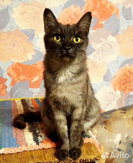 Лейла, стерилизована