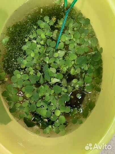 Аквариумное растение