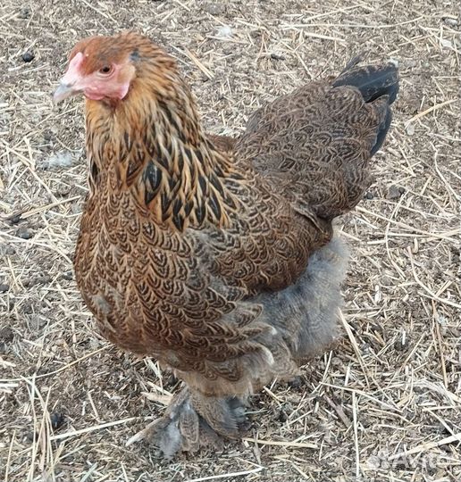 Петух брама, курицы брама