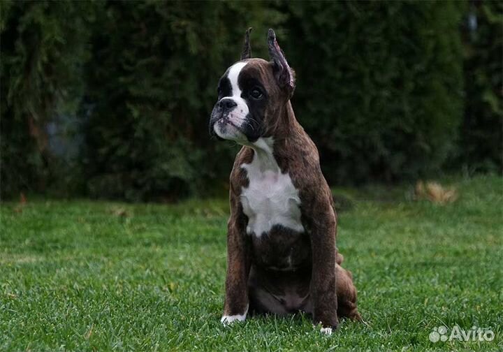 Щенок боксера. Девочка