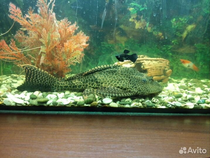 Парчевый сом