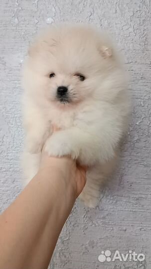 Щенки шпица