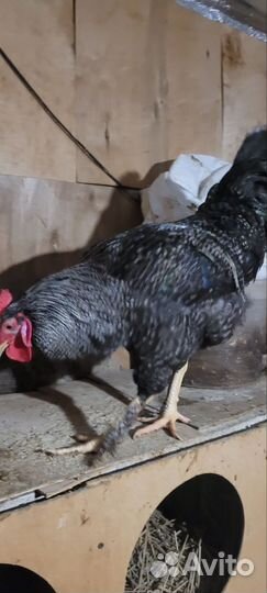 Молодые петухи