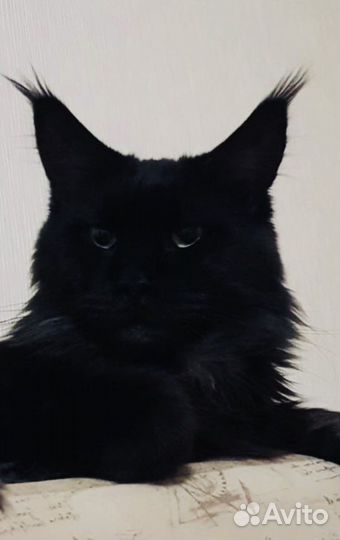 Полидакты и классики котята и вязка