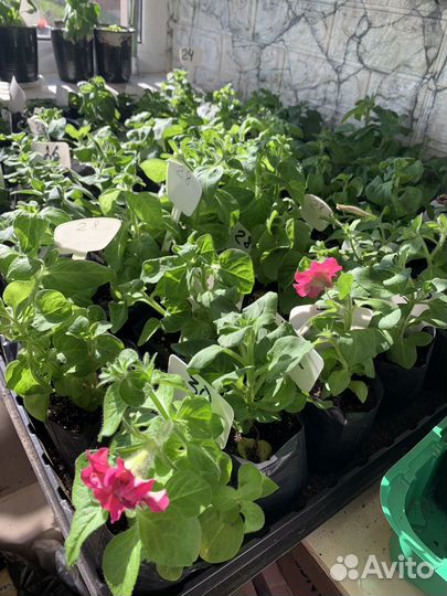 Рассада петунии