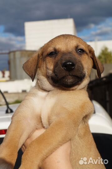 Щенок мальчик в добрые руки