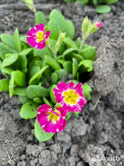 Многолетники для сада, цветы