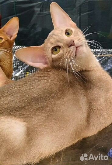 Абиссинские котята,кот,кошка
