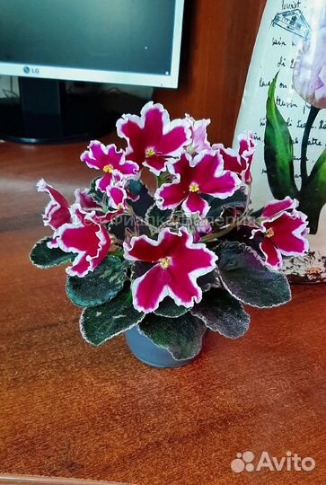 Фиалка ле-Маргарита