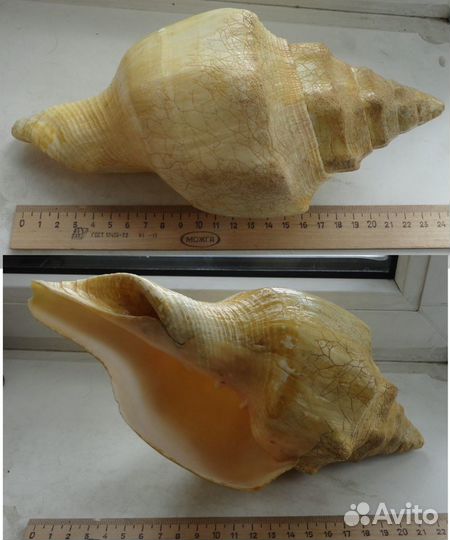 Ракушка морская большая