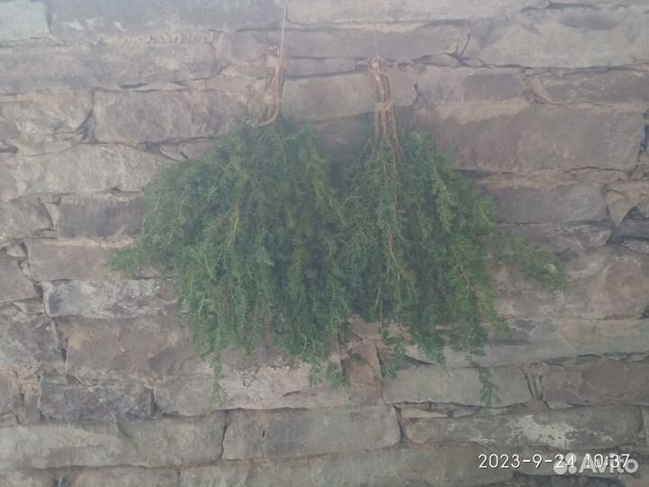 Веник берёзовый