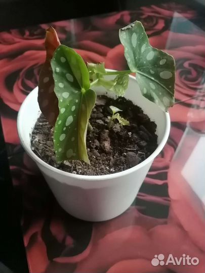 Бегония макулата